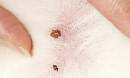 Types of Ticks in Australia: What Pet Owners Need to Know - Woonona Petfoods