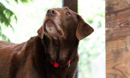 Understanding and Treating Hot Spots on Dogs - Woonona Petfoods