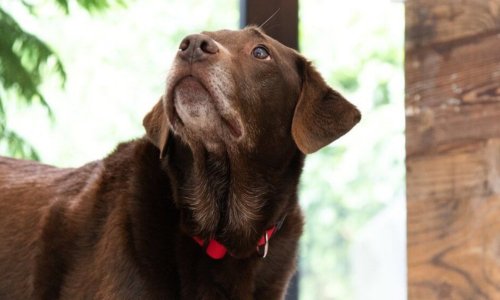 Understanding and Treating Hot Spots on Dogs - Woonona Petfood & Produce