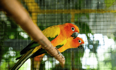 Understanding bird body language: What is your parrot really saying - Woonona Petfoods