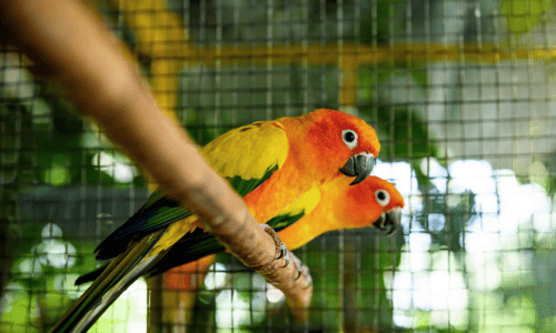 Understanding bird body language: What is your parrot really saying - Woonona Petfoods