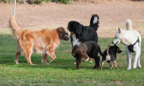 Understanding Canine Parvovirus And How To Protect Your Dog - Woonona Petfoods