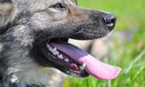 Understanding Periodontal Disease in Dogs - Woonona Petfoods