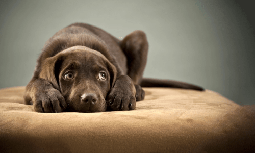 Understanding Pet Anxiety: Causes and Solutions - Woonona Petfoods