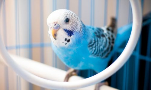Understanding Scaly Face Mite in Birds: Causes, Symptoms, and Treatment - Woonona Petfoods
