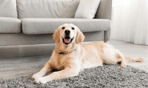 Understanding Separation Anxiety in Pets: How to Help Your Furry Friend Feel Safe - Woonona Petfoods