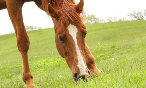 Understanding Strategic Deworming for Your Horse - Woonona Petfoods