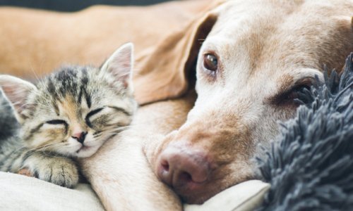 Understanding Tear Stains in Cats and Dogs: Causes and Solutions - Woonona Petfoods