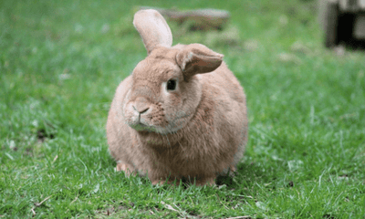 Urgent: Protect Your Pet Rabbit from Deadly Calicivirus – Vaccinate Before March 2025 - Woonona Petfoods