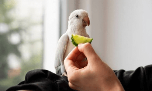 What Do Parrots Eat? A Complete Guide to a Healthy Parrot Diet - Woonona Petfoods