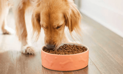 What Pet Food Is Australian Made? - Woonona Petfood & Produce