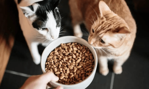 What Should You Feed Your Cat? A Complete Guide to Feline Nutrition - Woonona Petfoods