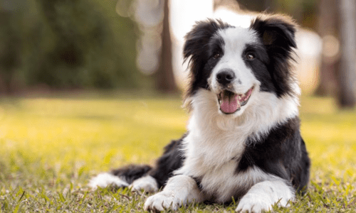 Why Border Collies Make Amazing Family Pets - Woonona Petfoods