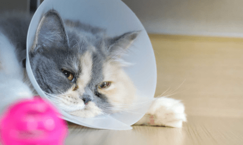 Why Desexing Cats Matters: Controlling Overpopulation and Creating a Better Future - Woonona Petfoods