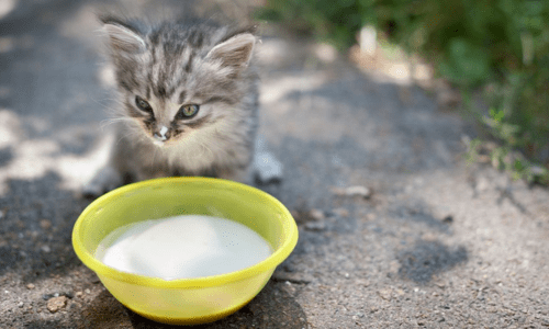 Why Di-Vetelact is Essential for Your Pet’s Early Life: A Complete Guide to Ensuring Health and Growth - Woonona Petfoods