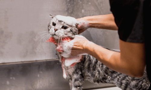 Why Do Cats Hate Getting Wet? - Woonona Petfoods