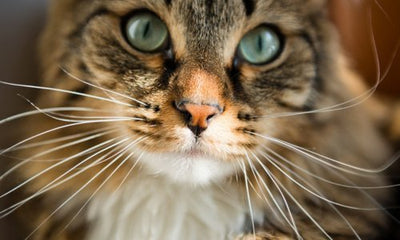 Why Do Cats Have Whiskers? - Woonona Petfoods