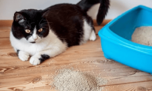 Why Do Cats Kick Litter? Understanding Feline Behaviour - Woonona Petfoods