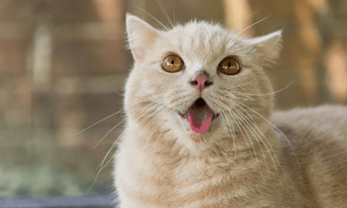 Why Do Cats Leave Their Tongue Out? - Woonona Petfoods