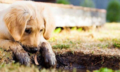 Why Do Dogs Dig? Understanding Your Dog’s Burrowing Behaviour - Woonona Petfoods