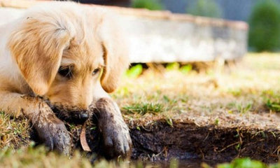 Why Do Dogs Dig? Understanding Your Dog’s Burrowing Behaviour - Woonona Petfood & Produce