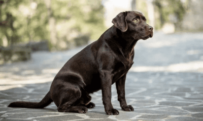 Why Do Dogs Drag Their Butts? Causes and Solutions - Woonona Petfood & Produce