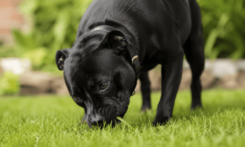 Why Do Dogs Eat Grass? Understanding This Common Behaviour - Woonona Petfoods