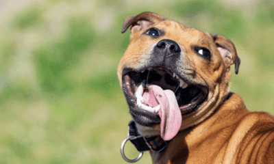 Why Do Dogs Pant? Understanding This Common Canine Behavior - Woonona Petfoods