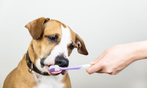 Why does my dogs breath smell? - Woonona Petfood & Produce
