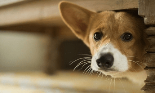 Why Does My Pet Hate Thunderstorms? - Woonona Petfoods