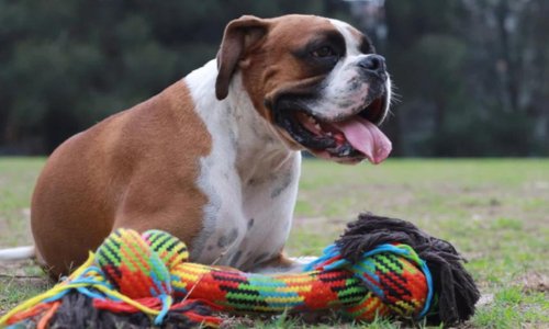 Why doesn’t my dog like toys? - Woonona Petfoods