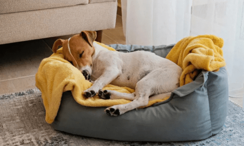 Why Every Dog Needs a High-Quality Bed - Woonona Petfoods