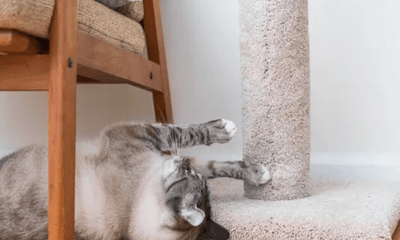 Why Every Home Needs a Scratching Post (Even for Indoor Cats!) - Woonona Petfoods