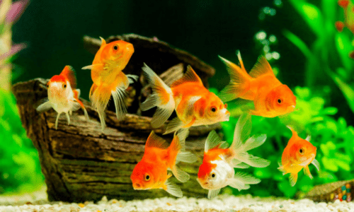 Why Fish Make the Perfect Christmas Present for Kids - Woonona Petfoods