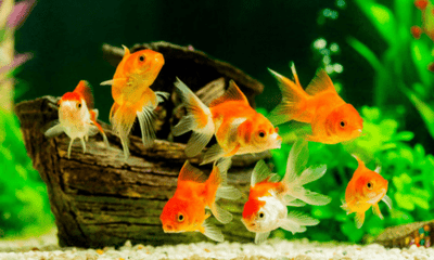 Why Fish Make the Perfect Christmas Present for Kids - Woonona Petfood & Produce