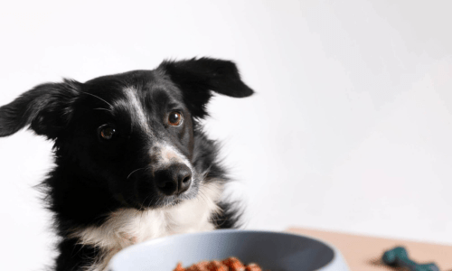 Why Fresh Meat Diets Are Changing the Way We Feed Our Dogs - Woonona Petfoods