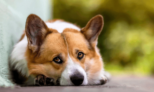 Why Is My Dog Shaking? Common Reasons Dogs Shake and When to Worry - Woonona Petfoods