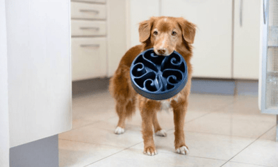 Why Is My Pet Eating So Fast? How Slow Feeder Bowls Can Help - Woonona Petfoods