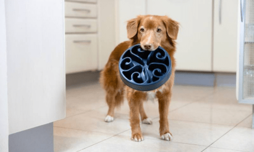 Why Is My Pet Eating So Fast? How Slow Feeder Bowls Can Help - Woonona Petfoods
