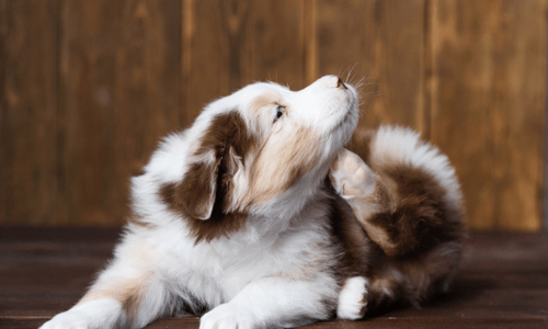 Why Is My Pet So Itchy? Causes, Treatments and How to Soothe - Woonona Petfoods