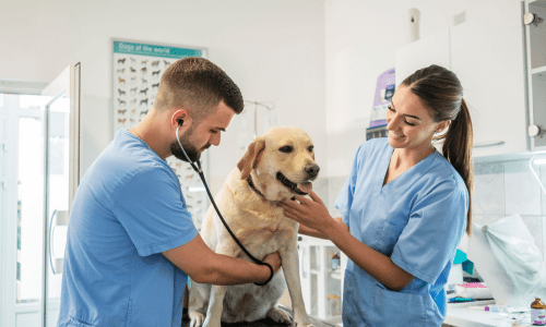 Why Our Vets Deserve More Thanks Than Ever - Woonona Petfoods