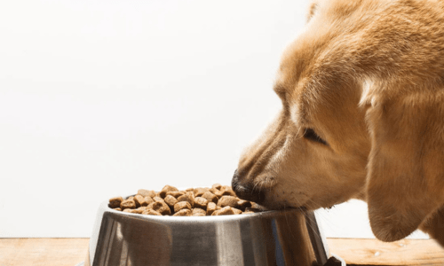 Why Salmon Is a Superfood for Dogs and Cats: The Benefits of Salmon - Woonona Petfoods