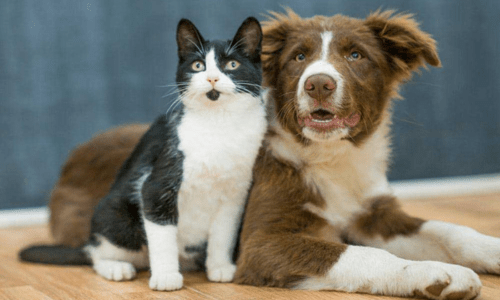 Why Supporting Local Pet Stores Matters More Than Ever - Woonona Petfoods