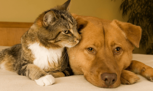 Why Year-Round Heartworm Prevention Matters - Woonona Petfoods