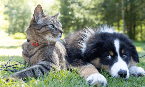 Why Your Pet’s Poop Matters - Woonona Petfoods