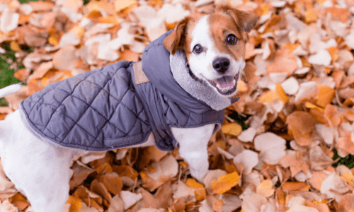 Winter Health Risk: How to Keep Your Pet Safe in Cold Weather - Woonona Petfoods