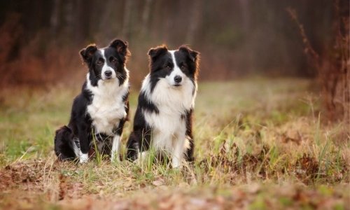 Zoonotic diseases - what are they and how will they affect me? - Woonona Petfood & Produce