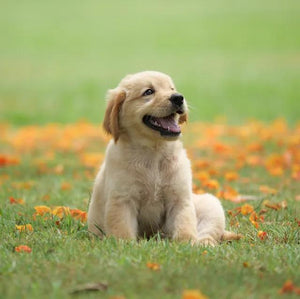 Puppy Supplies image