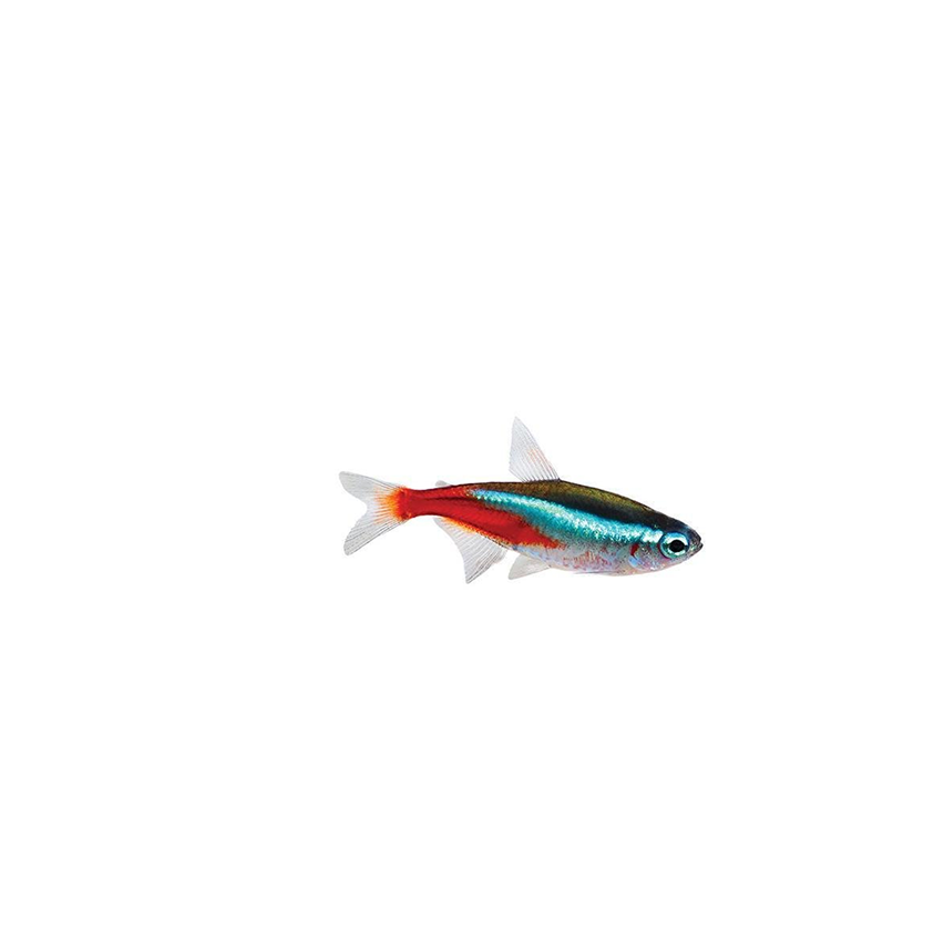 Neon Tetras - Woonona Petfoods