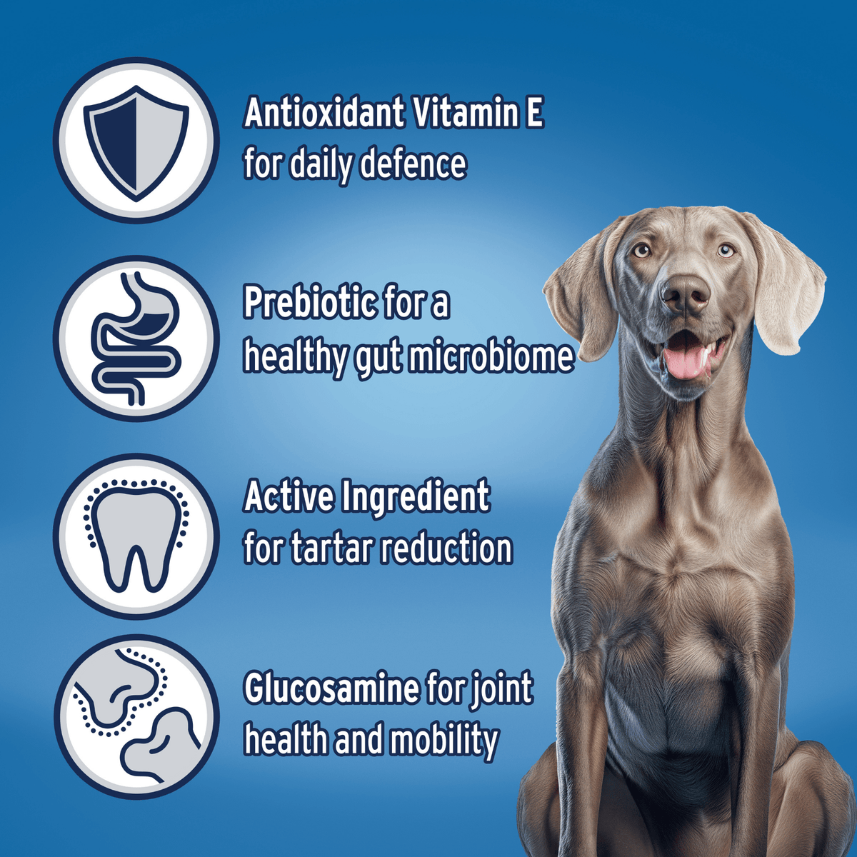 Advance Dry Dog Food Adult Large Breed Turkey 15kg - Woonona Petfoods